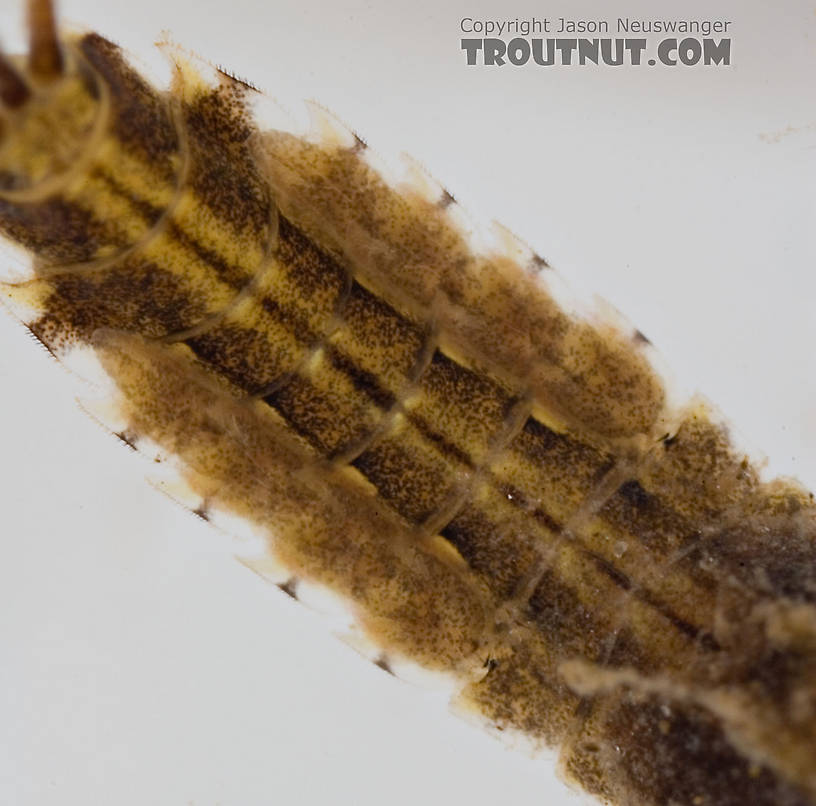 Penelomax septentrionalis Mayfly Nymph from the Delaware River in New York