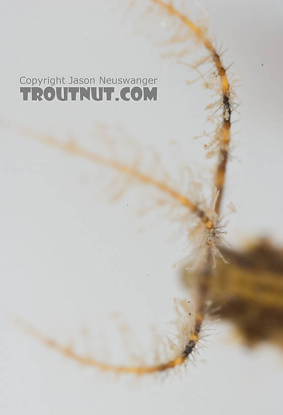 Penelomax septentrionalis Mayfly Nymph from the Delaware River in New York