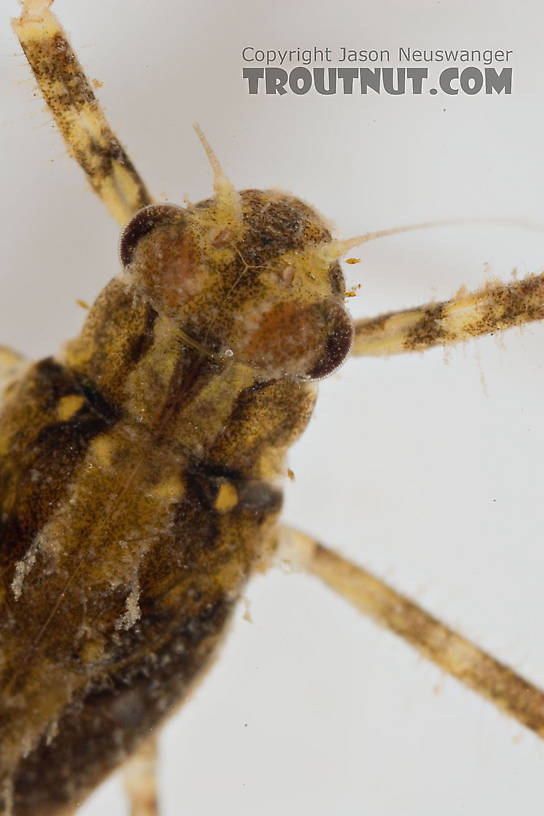 Penelomax septentrionalis Mayfly Nymph from the Delaware River in New York