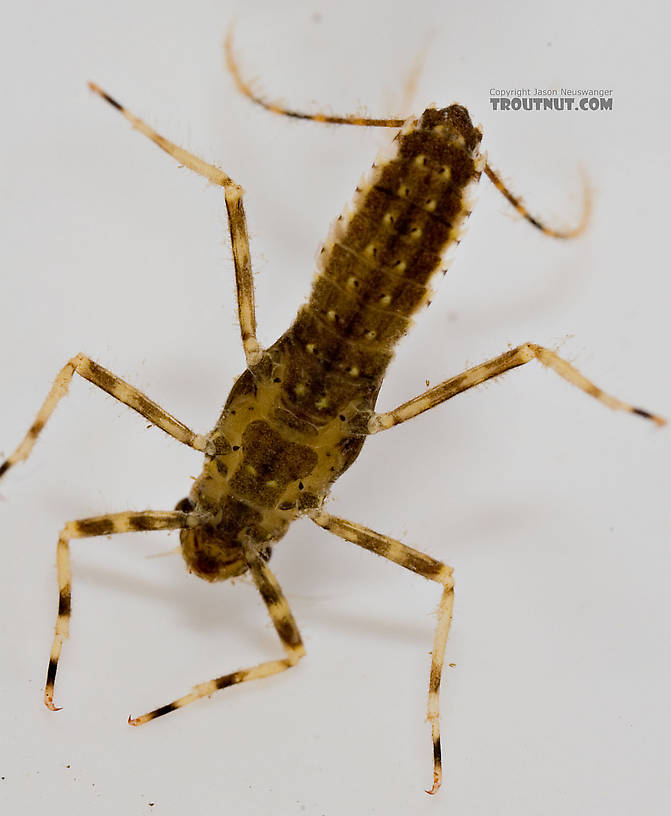 Penelomax septentrionalis Mayfly Nymph from the Delaware River in New York