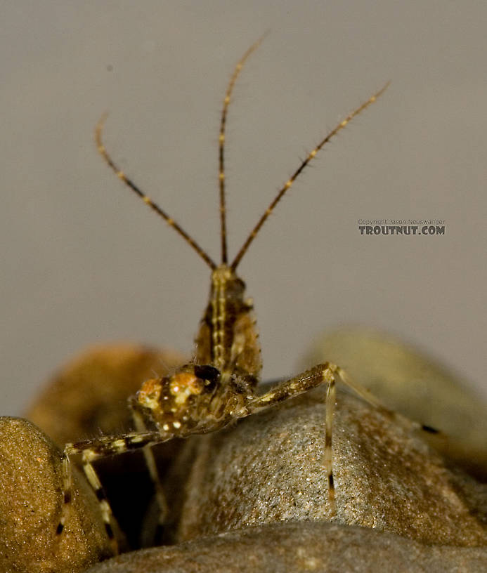 Penelomax septentrionalis Mayfly Nymph from the Delaware River in New York