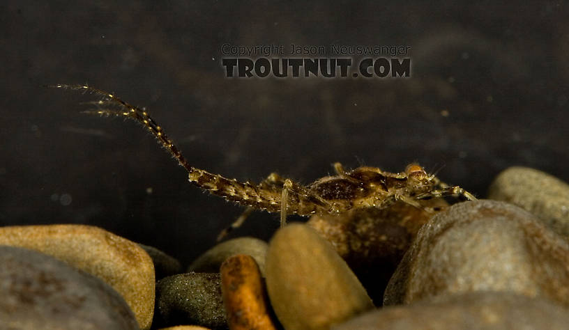 Penelomax septentrionalis Mayfly Nymph from the Delaware River in New York