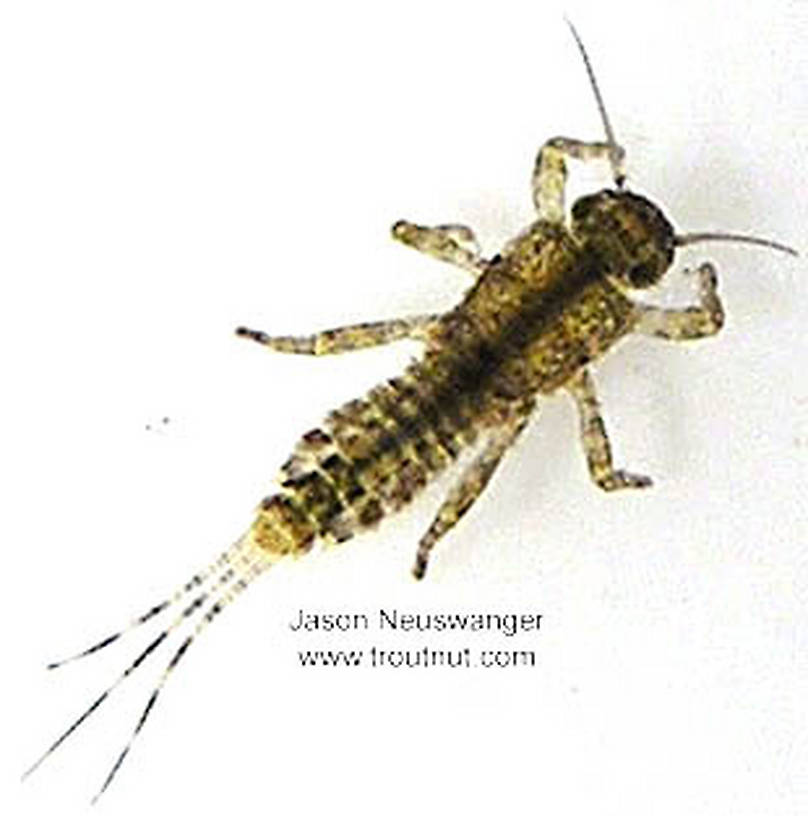 Ephemerellidae (Hendricksons, Sulphurs, PMDs, BWOs) Mayfly Nymph from unknown in Wisconsin