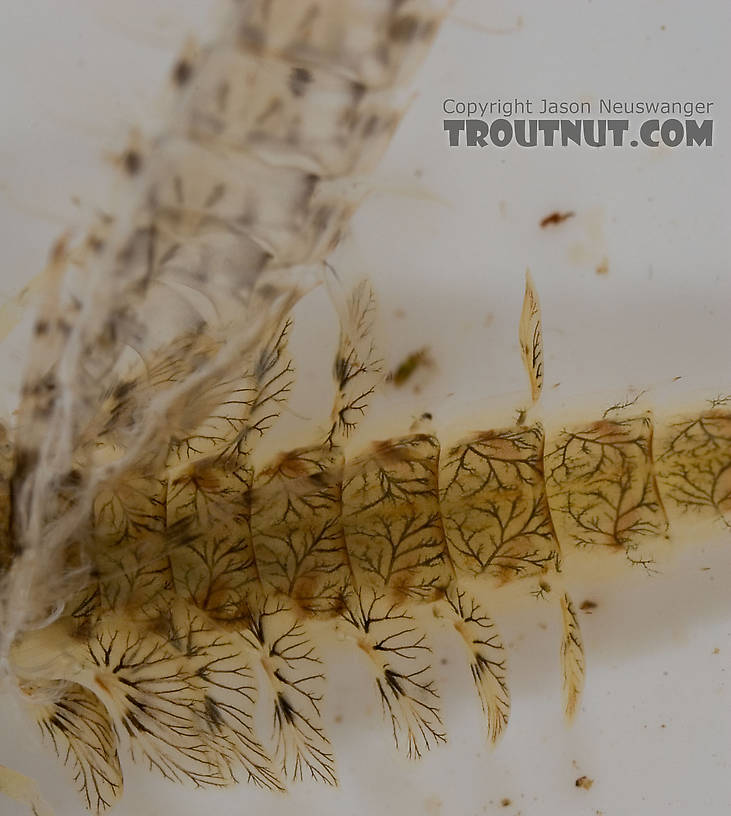 Siphlonurus quebecensis (Gray Drake) Mayfly Nymph from the Delaware River in New York