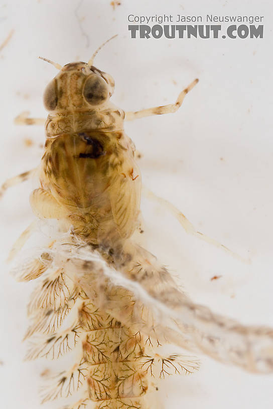 Siphlonurus quebecensis (Gray Drake) Mayfly Nymph from the Delaware River in New York