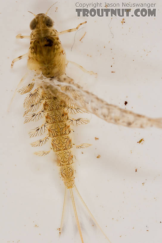 Siphlonurus quebecensis (Gray Drake) Mayfly Nymph from the Delaware River in New York