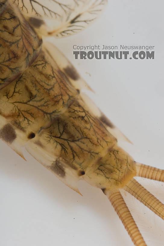 Siphlonurus quebecensis (Gray Drake) Mayfly Nymph from the Delaware River in New York