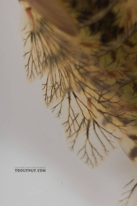 Siphlonurus quebecensis (Gray Drake) Mayfly Nymph from the Delaware River in New York