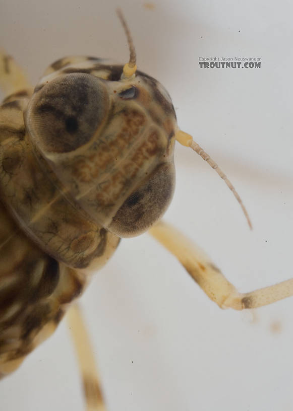 Siphlonurus quebecensis (Gray Drake) Mayfly Nymph from the Delaware River in New York