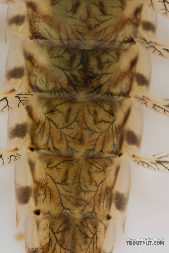 Siphlonurus quebecensis (Gray Drake) Mayfly Nymph from the Delaware River in New York