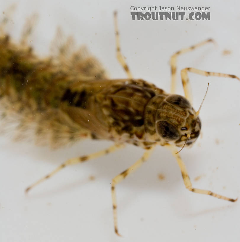 Siphlonurus quebecensis (Gray Drake) Mayfly Nymph from the Delaware River in New York