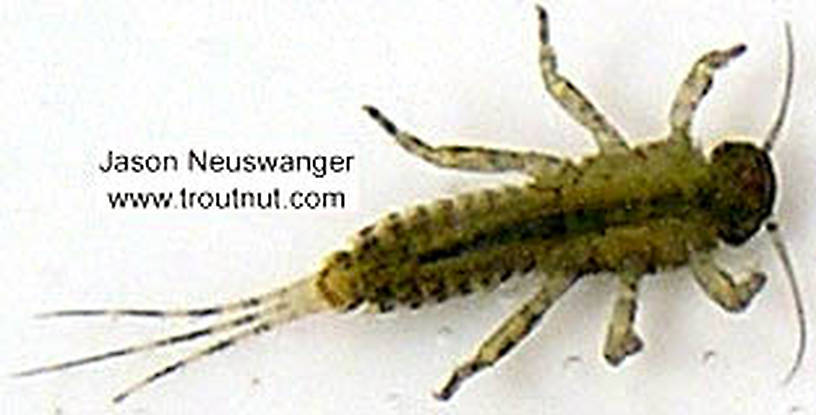 Ephemerellidae (Hendricksons, Sulphurs, PMDs, BWOs) Mayfly Nymph from unknown in Wisconsin