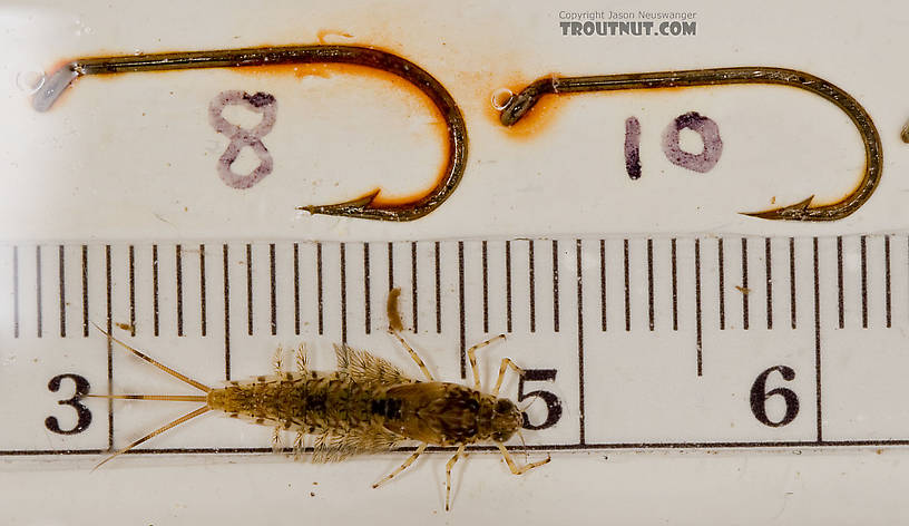 Siphlonurus quebecensis (Gray Drake) Mayfly Nymph from the Delaware River in New York