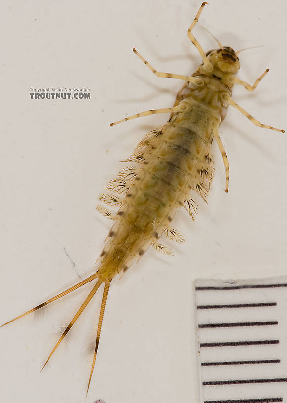 Siphlonurus quebecensis (Gray Drake) Mayfly Nymph from the Delaware River in New York