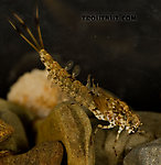 Siphlonurus quebecensis (Gray Drake) Mayfly Nymph from the Delaware River in New York