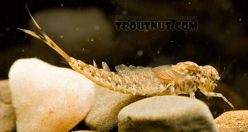 Siphlonurus quebecensis (Gray Drake) Mayfly Nymph from the Delaware River in New York