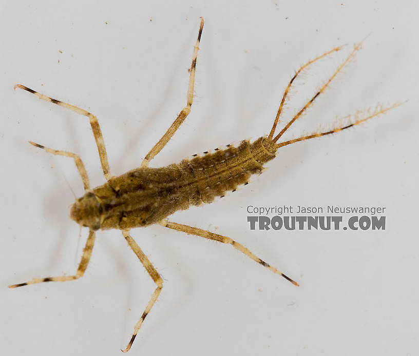 Penelomax septentrionalis Mayfly Nymph from the Delaware River in New York