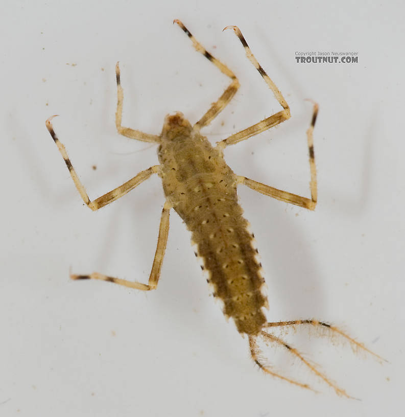 Penelomax septentrionalis Mayfly Nymph from the Delaware River in New York