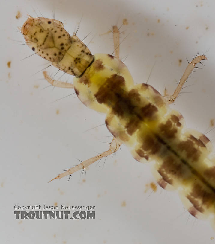 Polycentropus (Brown Checkered Summer Sedges) Caddisfly Larva from the Delaware River in New York