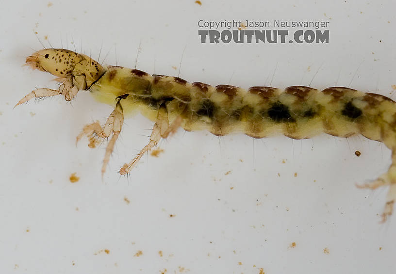 Polycentropus (Brown Checkered Summer Sedges) Caddisfly Larva from the Delaware River in New York