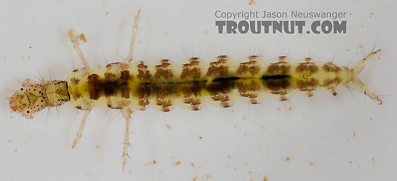 Polycentropus (Brown Checkered Summer Sedges) Caddisfly Larva from the Delaware River in New York