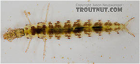 Polycentropus (Brown Checkered Summer Sedges) Caddisfly Larva