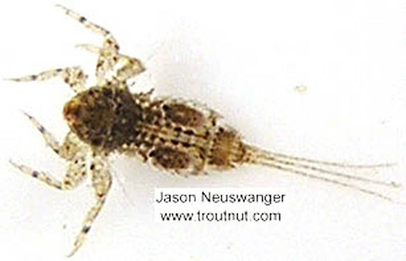 Eurylophella (Chocolate Duns) Mayfly Nymph from unknown in Wisconsin