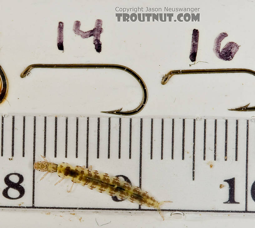 Polycentropus (Brown Checkered Summer Sedges) Caddisfly Larva from the Delaware River in New York