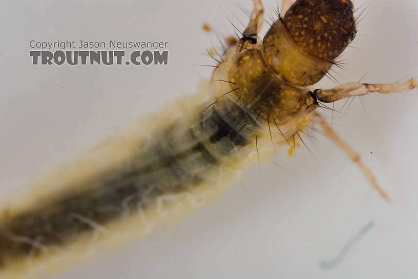 Lepidostoma (Little Brown Sedges) Little Brown Sedge Larva from the Delaware River in New York