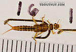 Sweltsa (Sallflies) Stonefly Nymph from the Delaware River in New York