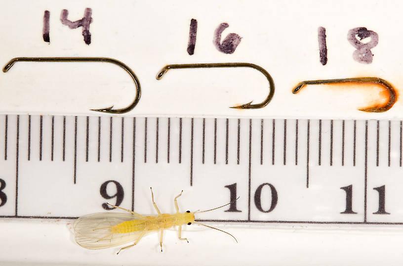 Sweltsa onkos (Sallfly) Stonefly Adult from Mystery Creek #62 in New York