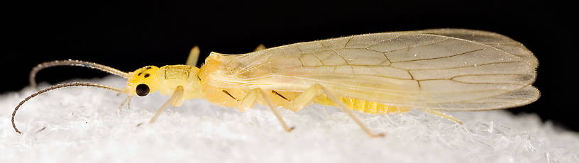 Sweltsa onkos (Sallfly) Stonefly Adult from Mystery Creek #62 in New York