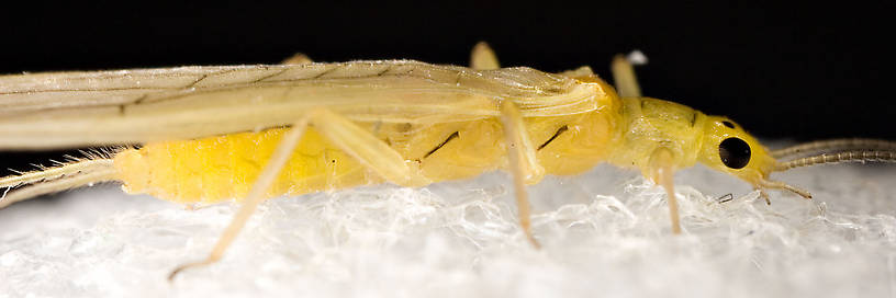 Sweltsa onkos (Sallfly) Stonefly Adult from Mystery Creek #62 in New York