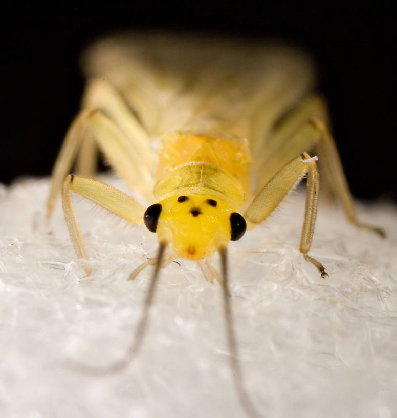 Sweltsa onkos (Sallfly) Stonefly Adult from Mystery Creek #62 in New York