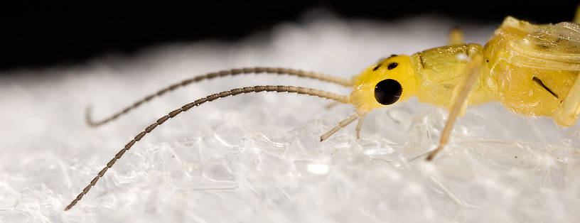 Sweltsa onkos (Sallfly) Stonefly Adult from Mystery Creek #62 in New York