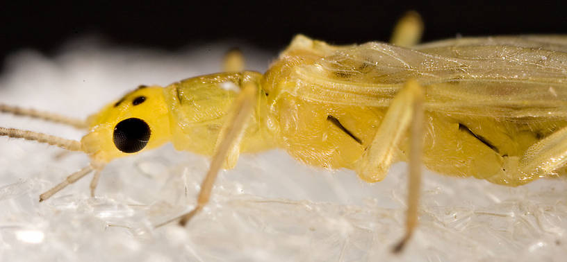 Sweltsa onkos (Sallfly) Stonefly Adult from Mystery Creek #62 in New York