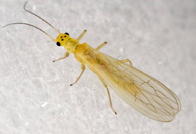 Sweltsa onkos (Sallfly) Stonefly Adult from Mystery Creek #62 in New York