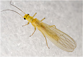 Sweltsa onkos (Sallfly) Stonefly Adult