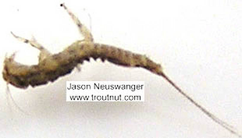 Eurylophella (Chocolate Duns) Mayfly Nymph from unknown in Wisconsin