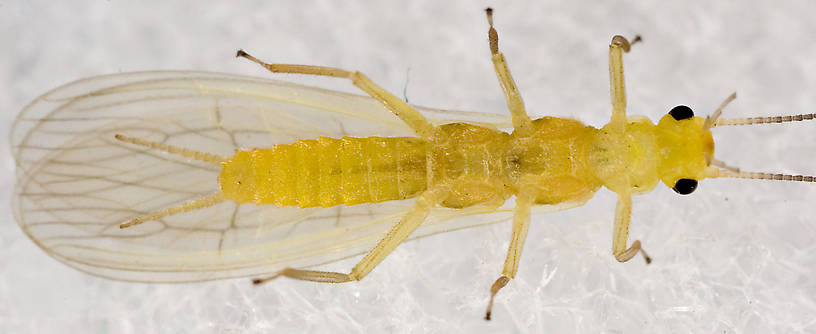 Sweltsa onkos (Sallfly) Stonefly Adult from Mystery Creek #62 in New York