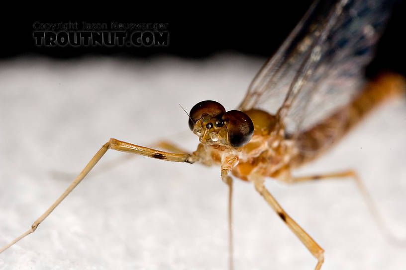 Male Epeorus (Little Maryatts) Mayfly Spinner from Enfield Creek in Treman Park in New York