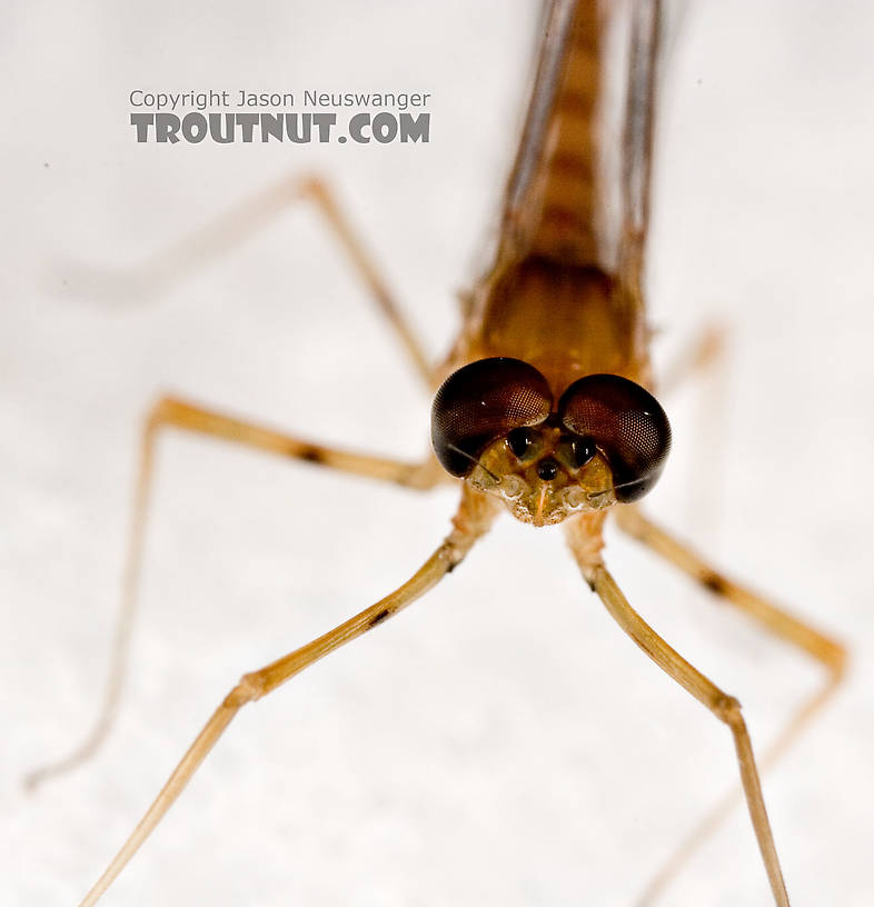 Male Epeorus (Little Maryatts) Mayfly Spinner from Enfield Creek in Treman Park in New York