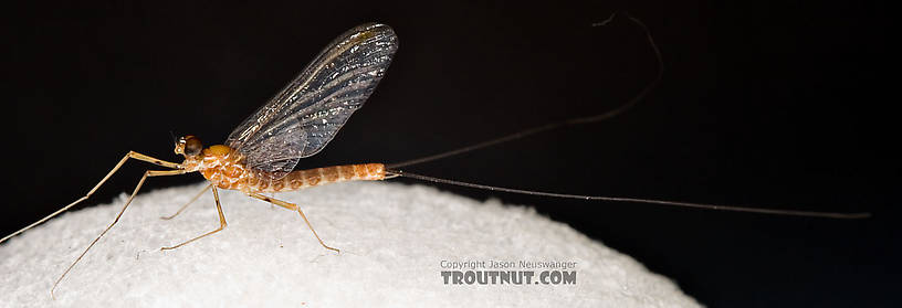 Male Epeorus (Little Maryatts) Mayfly Spinner from Enfield Creek in Treman Park in New York