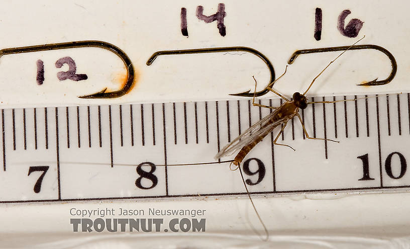 Male Epeorus (Little Maryatts) Mayfly Spinner from Enfield Creek in Treman Park in New York