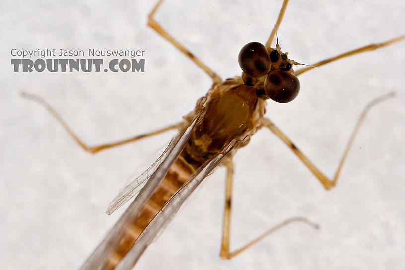 Male Epeorus (Little Maryatts) Mayfly Spinner from Enfield Creek in Treman Park in New York