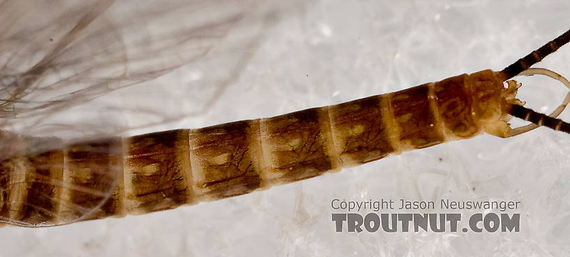 Male Epeorus (Little Maryatts) Mayfly Spinner from Enfield Creek in Treman Park in New York