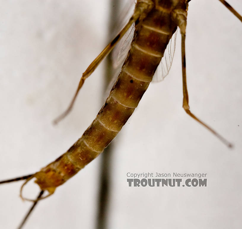 Male Epeorus (Little Maryatts) Mayfly Spinner from Enfield Creek in Treman Park in New York