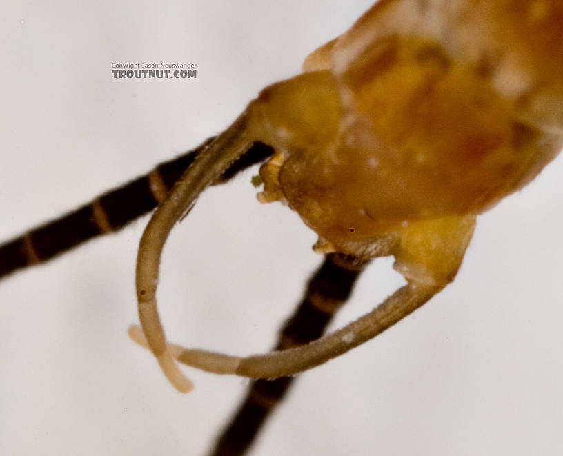 Male Epeorus (Little Maryatts) Mayfly Spinner from Enfield Creek in Treman Park in New York