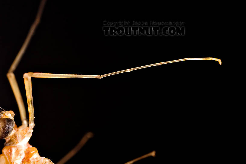 Male Epeorus (Little Maryatts) Mayfly Spinner from Enfield Creek in Treman Park in New York