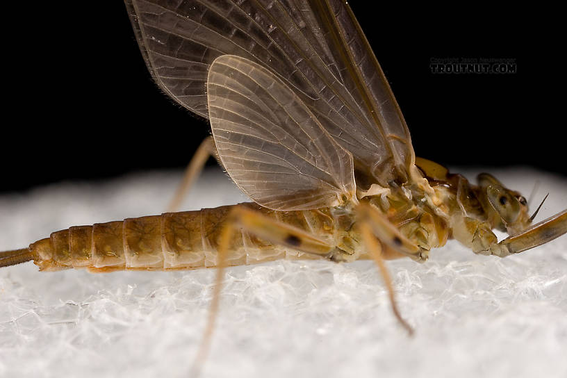 Female Epeorus (Little Maryatts) Mayfly Dun from Enfield Creek in Treman Park in New York